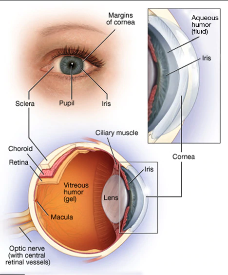 Eye Health