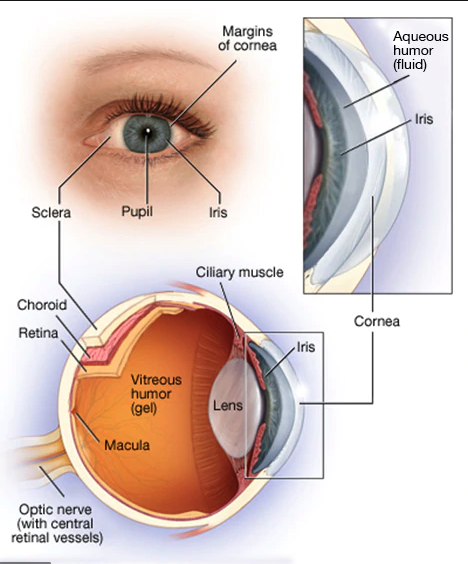 Göz Sağlığı